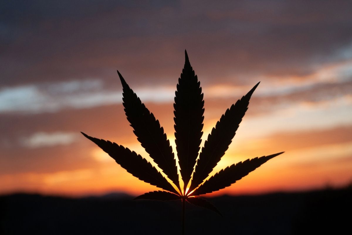 a marijuana leaf against a florida sunset